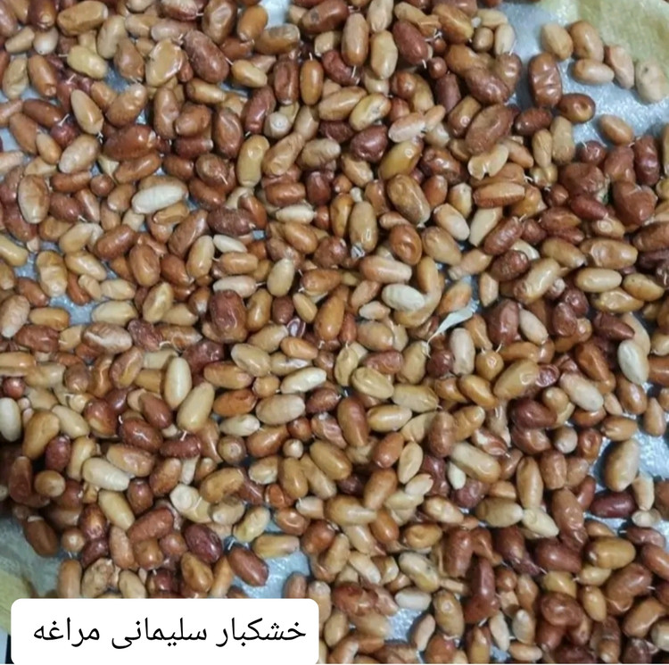 سنجد پودری خشکبار ال سون مراغه۵۰۰ گرم