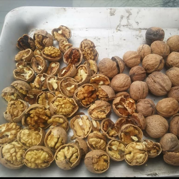 گردوی پرچرب پر مغز درجه یک خشکبار ال سون مراغه 1000 گرم